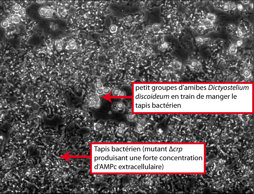 Expérience pour tenter de faire communiquer deux royaumes distincts.
