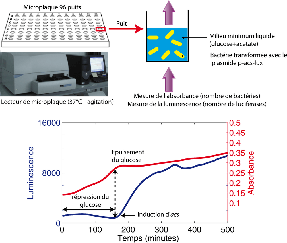 Mesure de l'expression du gène acs dans une souche sauvage.