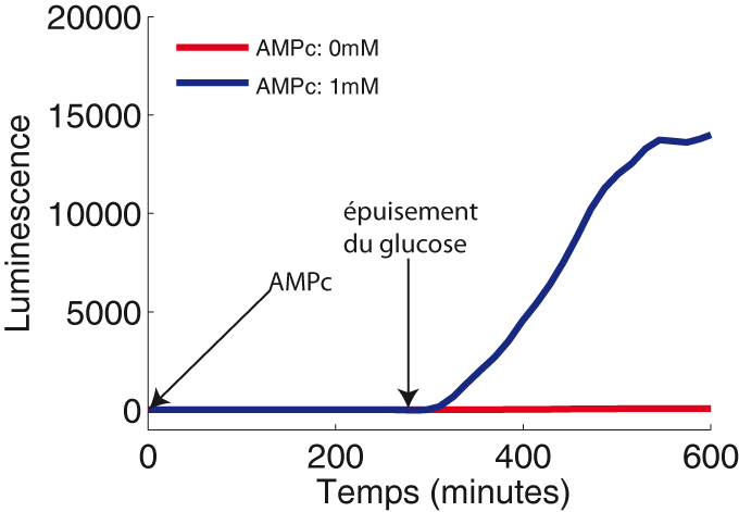 Expérience phare montrant une incohérence dans le modèle de la répression catabolique.