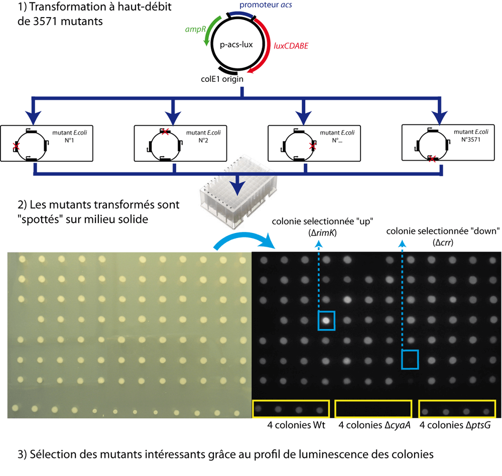 Un nouveau criblage à haut-débit pour détecter de nouvelles interactions géniques.