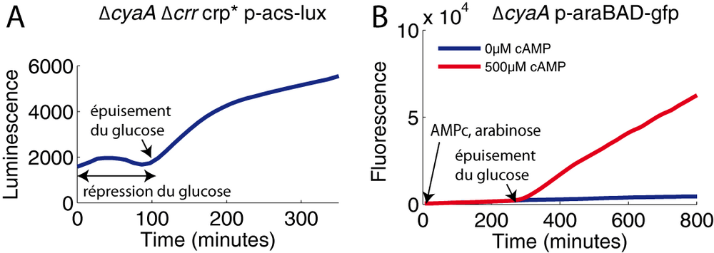 Souche crp* et autres promoteurs Crp-AMPc dépendants.