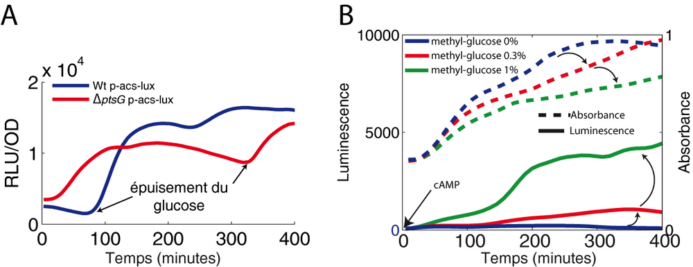 Rôle du flux glycolytique.