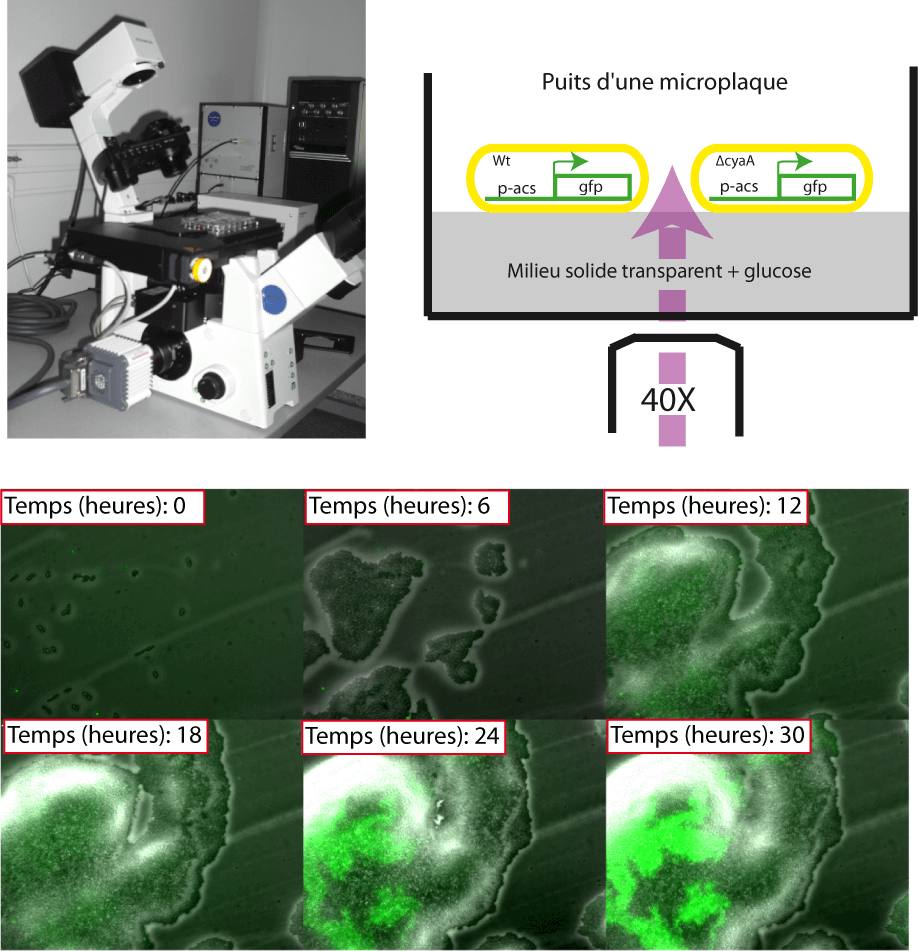 Mesure de l'expression du gène acs à l'échelle de la microcolonie.