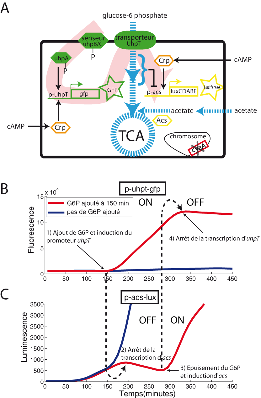Un interrupteur synthétique contrôlé par le flux glycolytique.